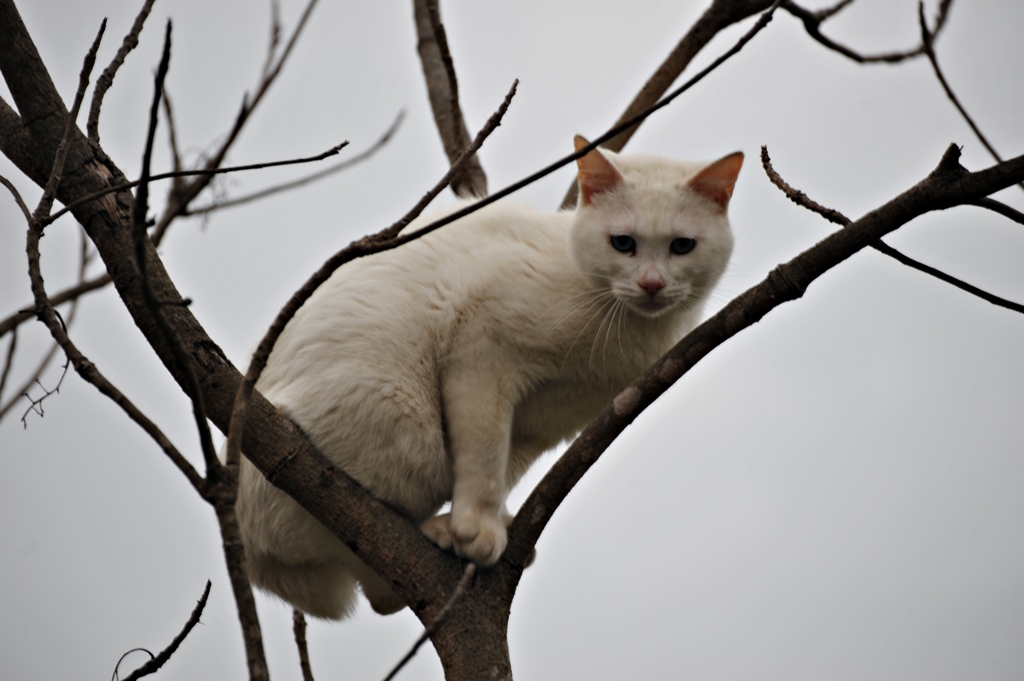 気に登る猫