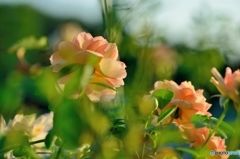 江汐公園のばら