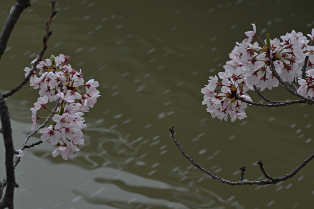 桜散る