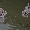 桜散る