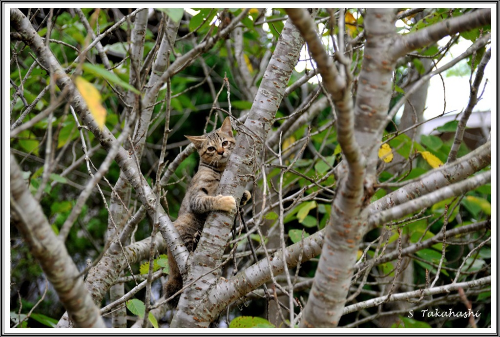 ロクに追いかけられて