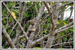 ロクに追いかけられて