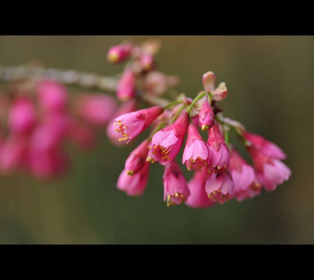 常盤公園に咲く花