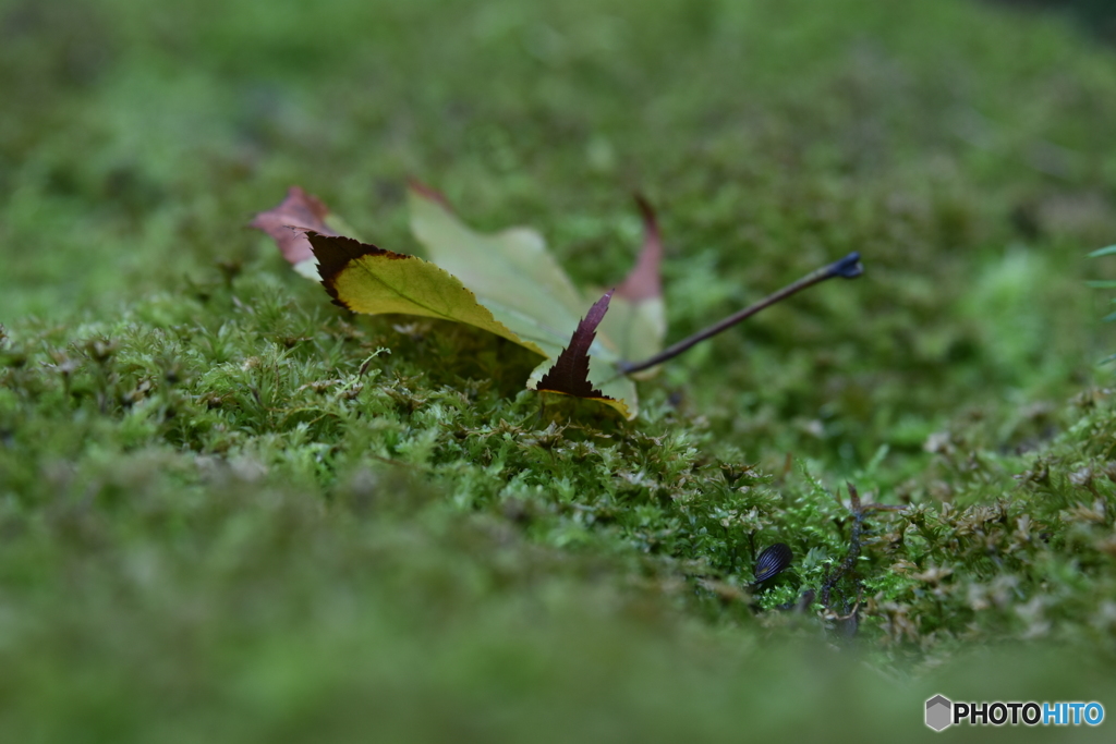 苔と落ち葉2