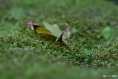 苔と落ち葉2