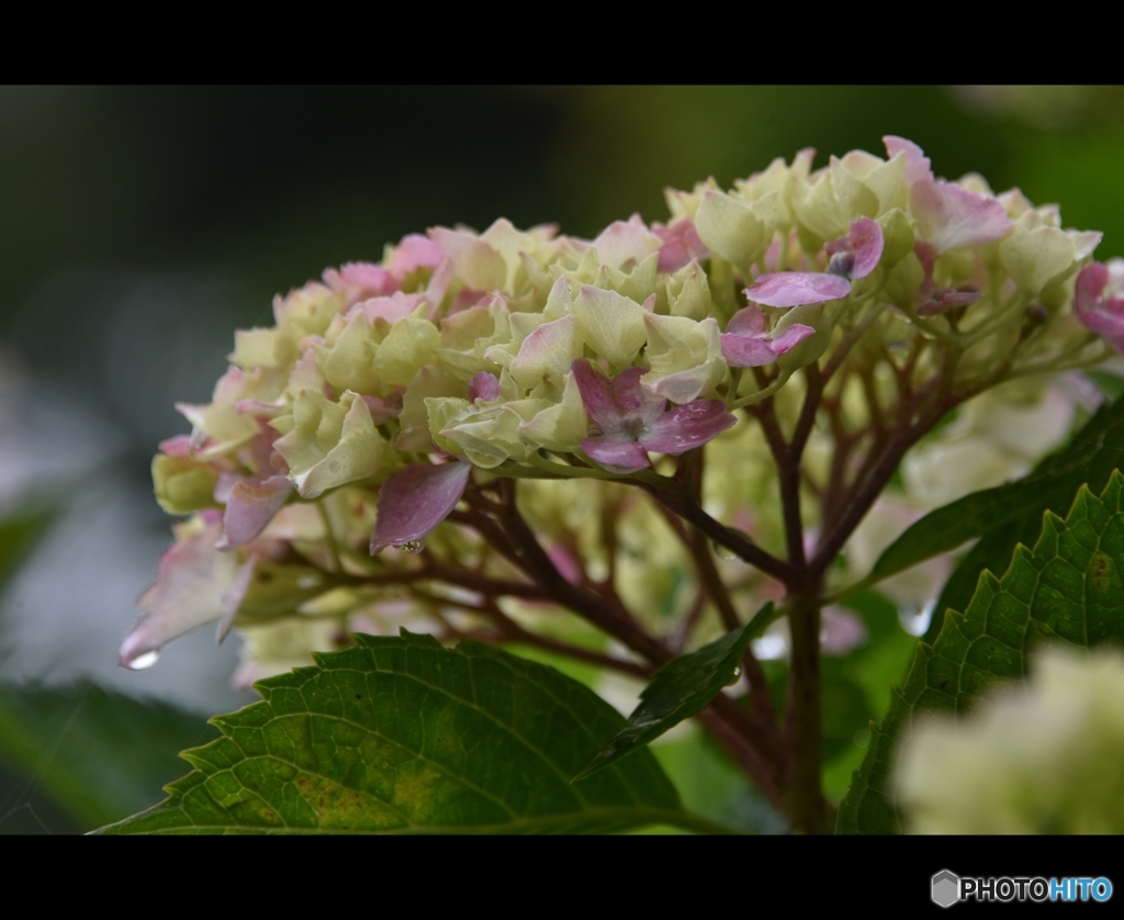 雨の日の紫陽花