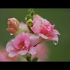 雨の常盤公園