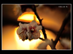常盤公園に咲く梅の花