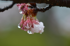 寒桜