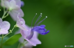 温室に咲く花