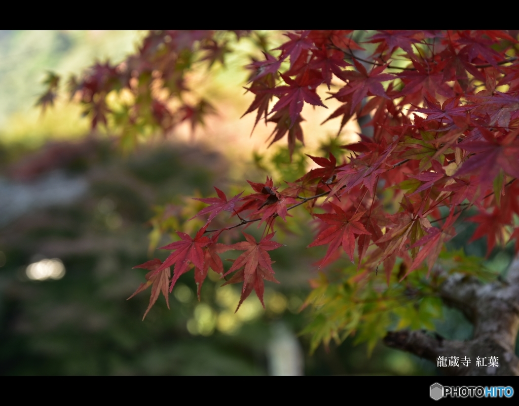 龍蔵寺の紅葉