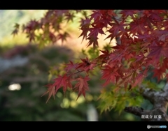 龍蔵寺の紅葉