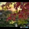 龍蔵寺の紅葉