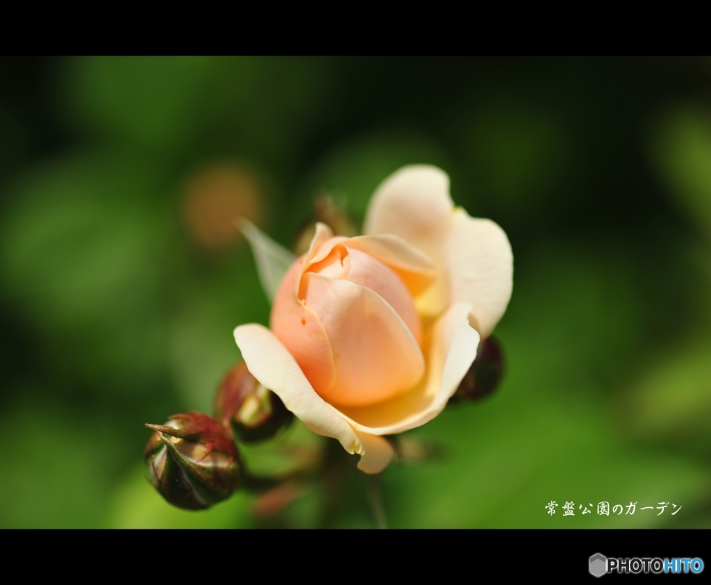 常盤公園の花壇に咲く花