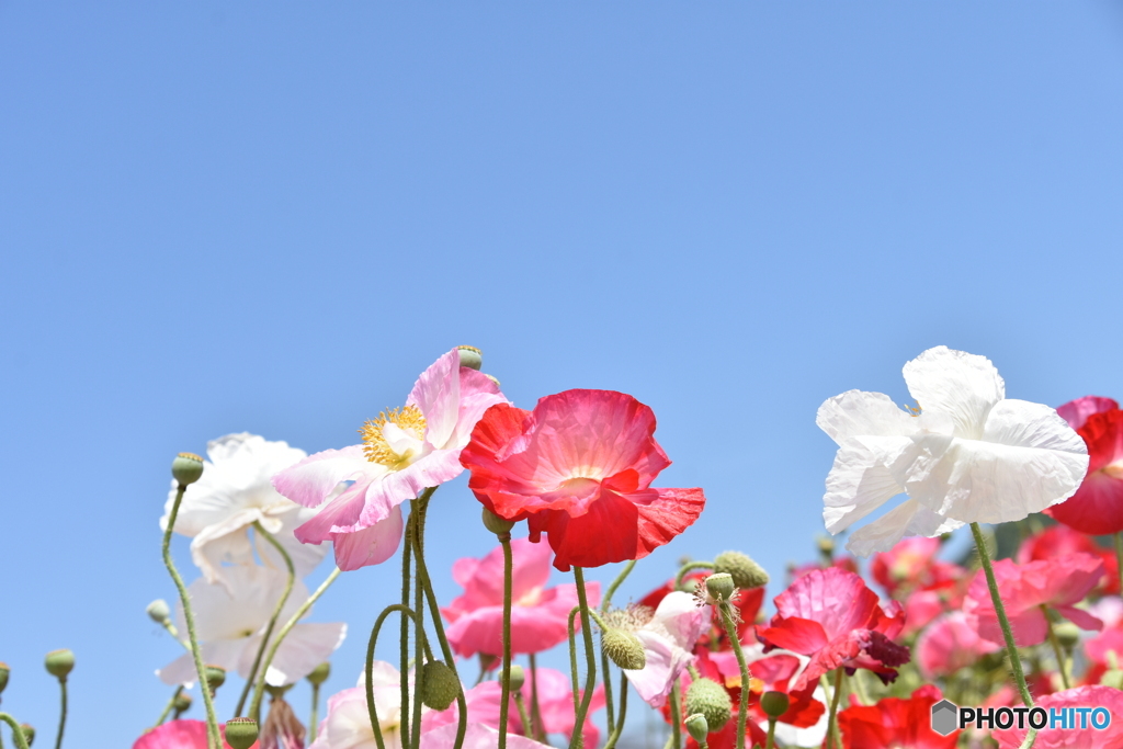 花の海のポピー畑