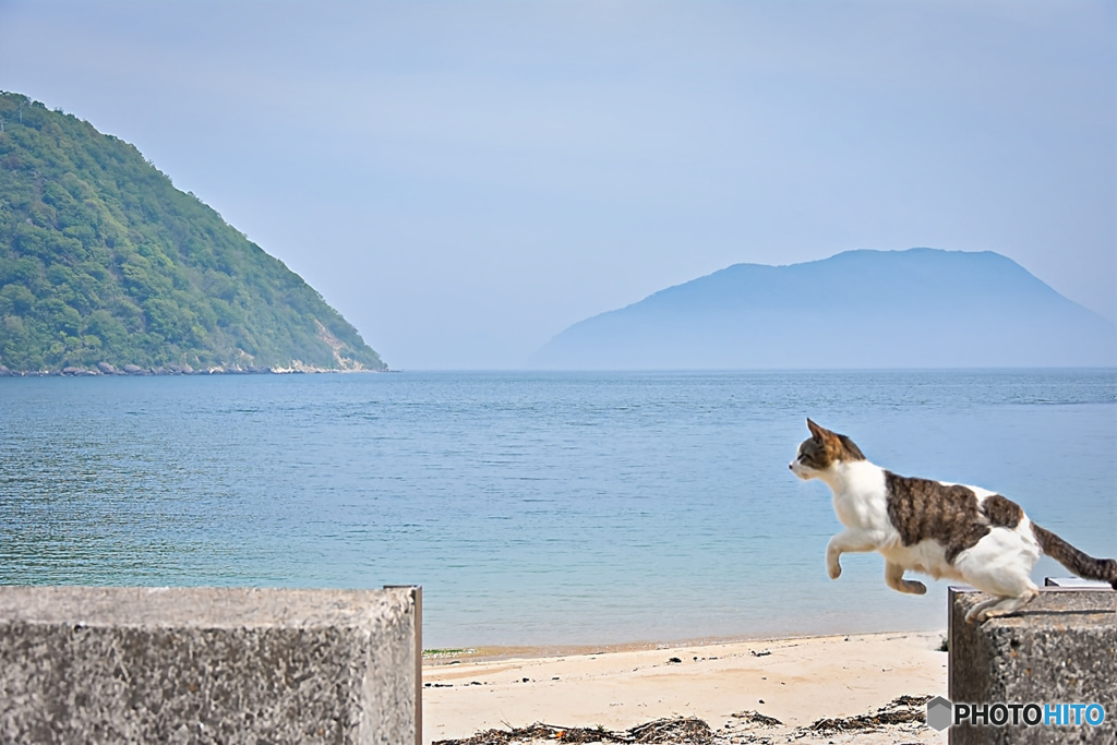 香川県の猫島佐柳島の飛ぶ直前のねこ