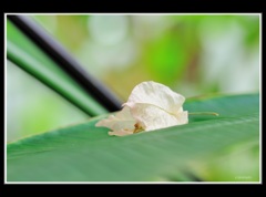 温室で見つけた落ち葉