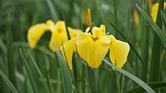 常盤公園の菖蒲