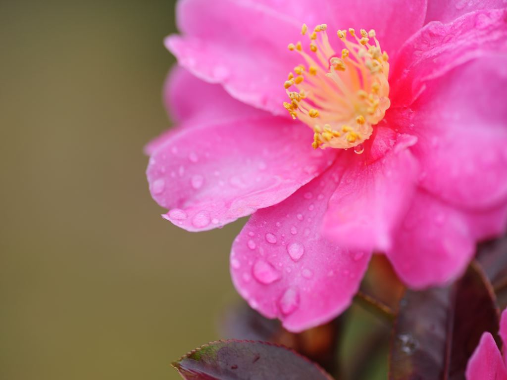 雨の止んだあとの椿
