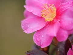 雨の止んだあとの椿