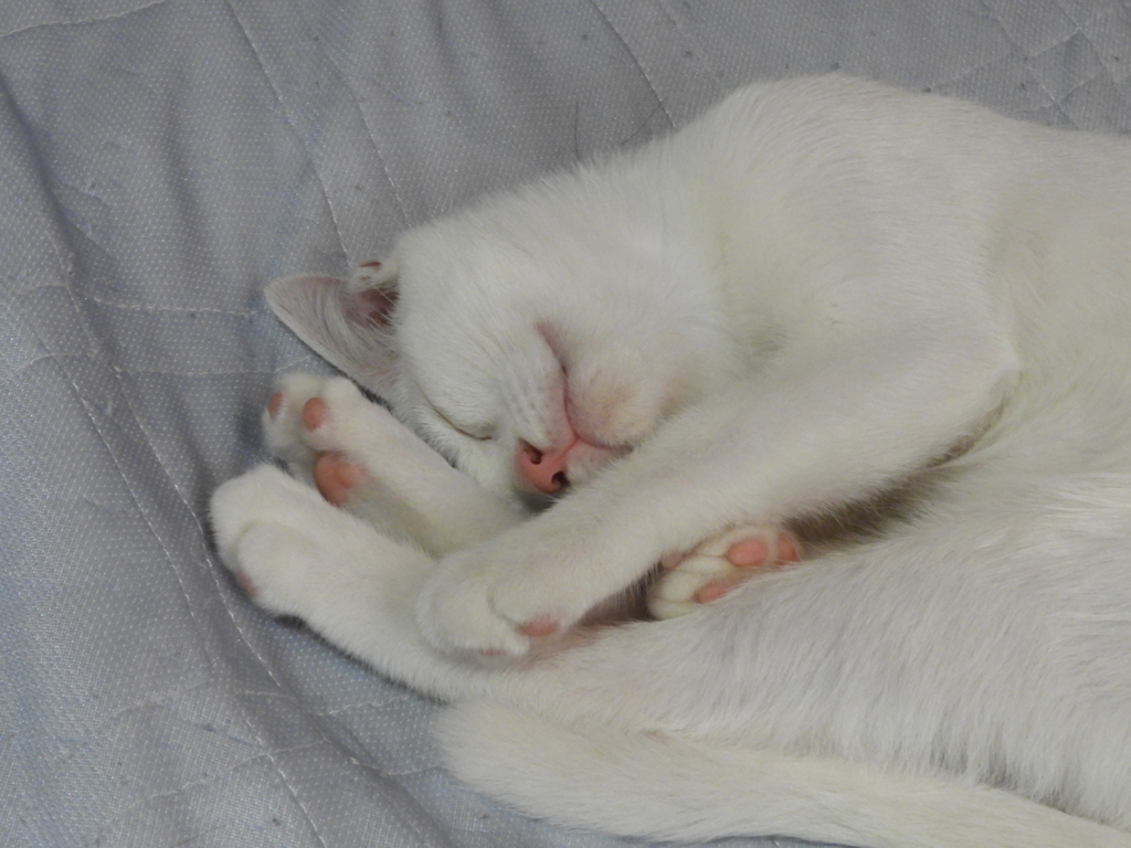 保護猫