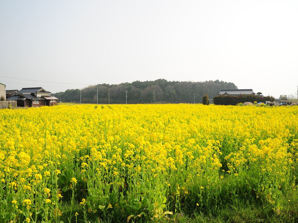 菜の花畑