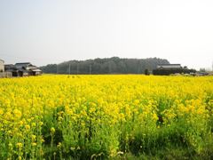 菜の花畑