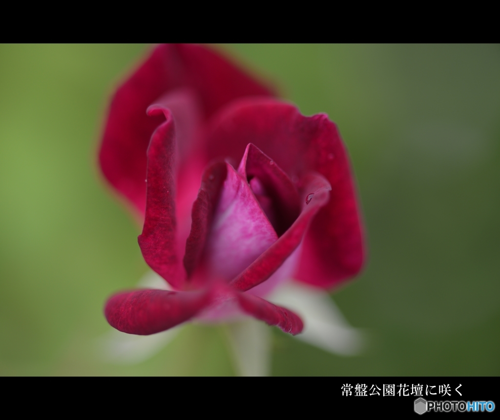 常盤公園花壇に咲いていた花