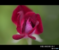 常盤公園花壇に咲いていた花
