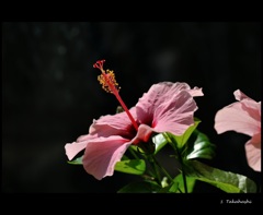 温室に咲くハイビスカス