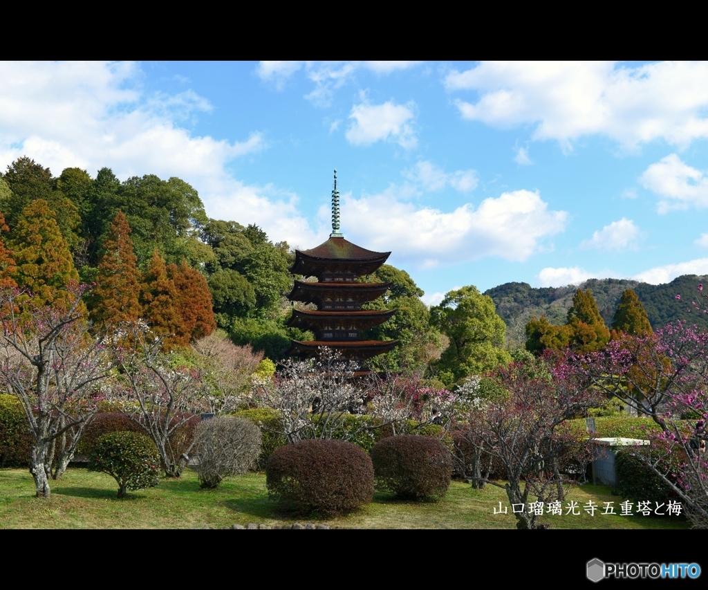 山口瑠璃光寺五重塔と梅