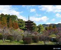 山口瑠璃光寺五重塔と梅