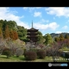 山口瑠璃光寺五重塔と梅