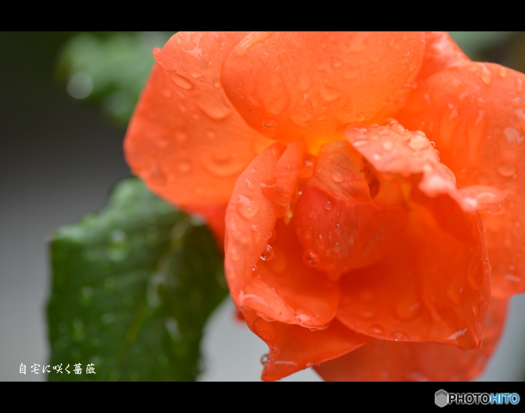 自宅の庭に咲く薔薇
