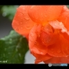 自宅の庭に咲く薔薇