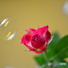 薔薇とシャボン玉