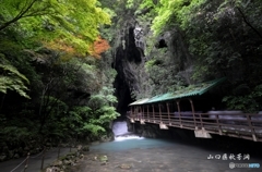 山口県秋芳洞