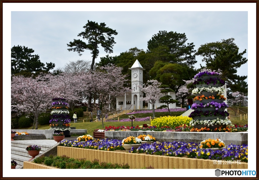 常盤公園の桜を撮りに。