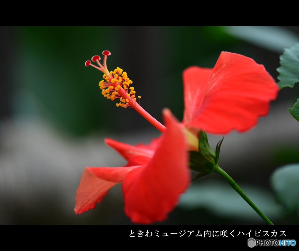 ハイビスカス