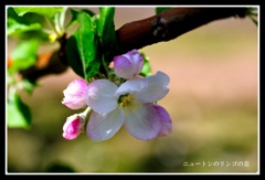 リンゴの花