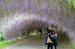 河内藤園