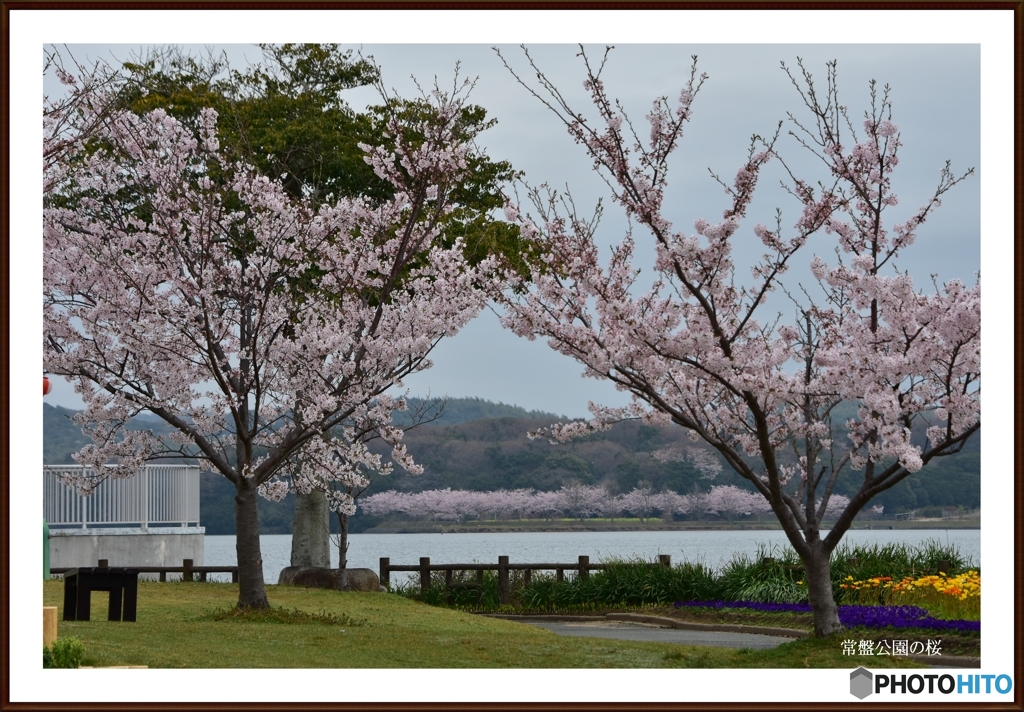 常盤公園も満開