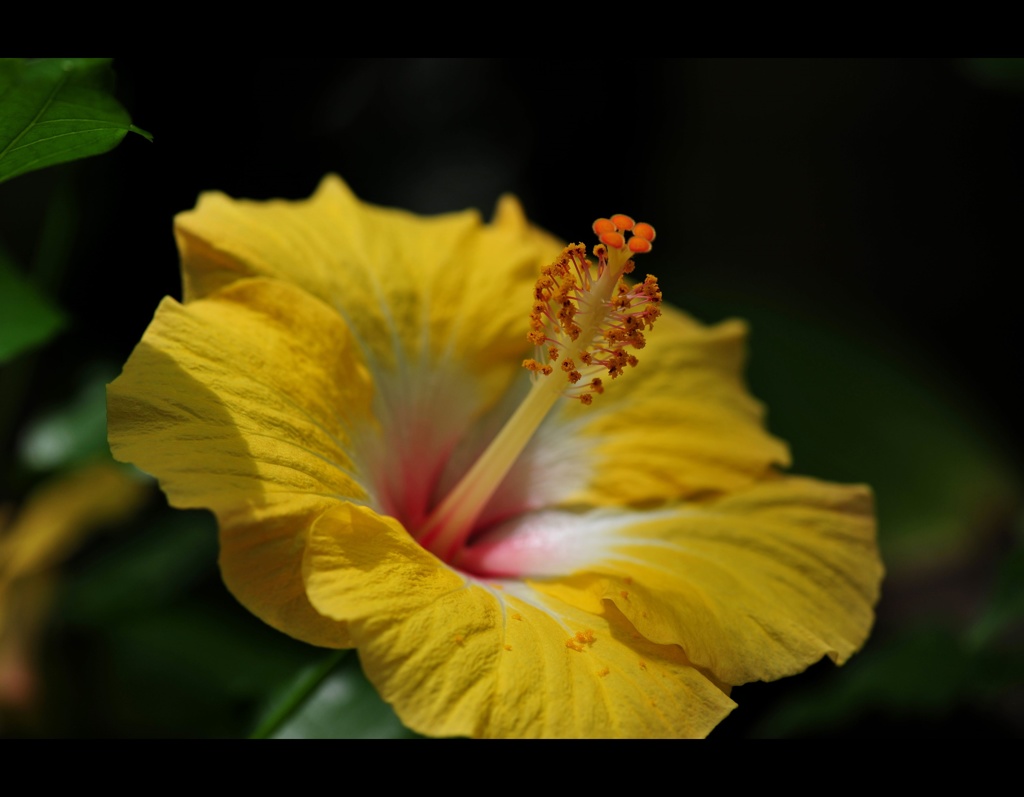 黄色のハイビスカス