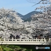 一の坂の桜満開