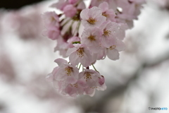 常盤公園も満開