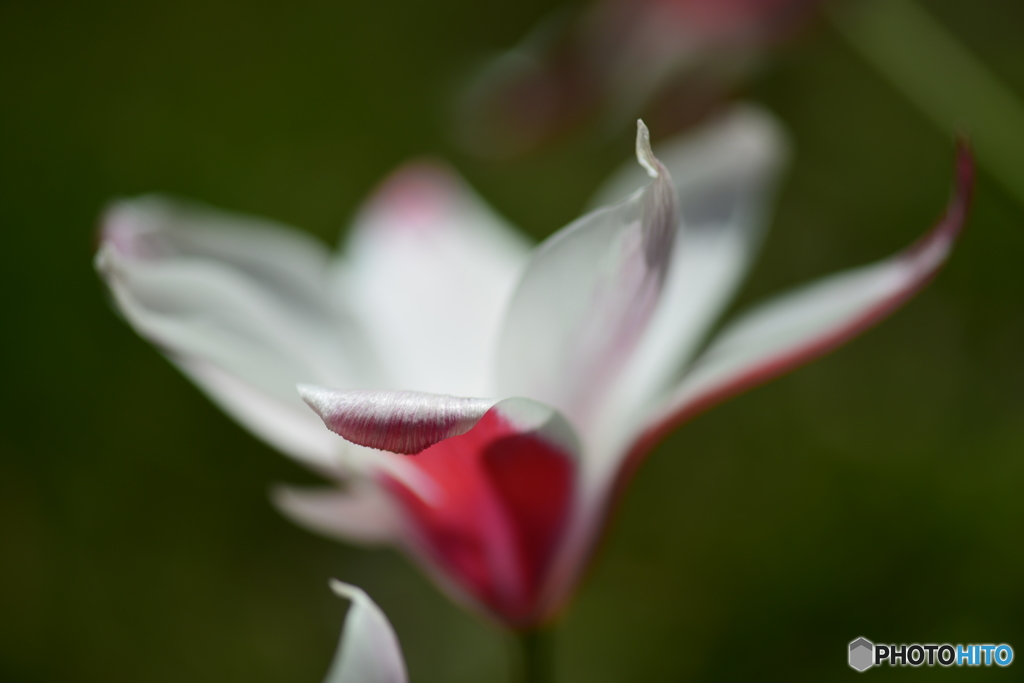 常盤公園の花壇に咲く花