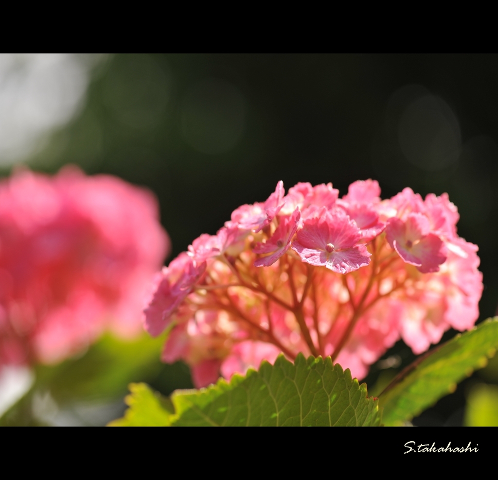 晴天時の紫陽花
