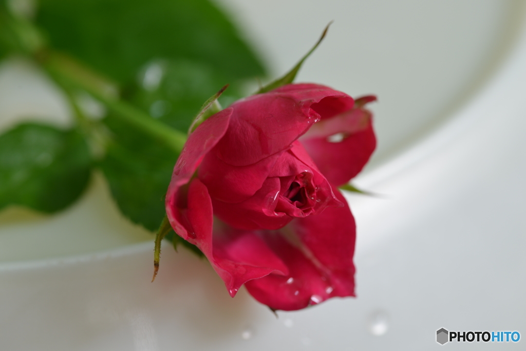 薔薇