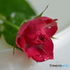薔薇