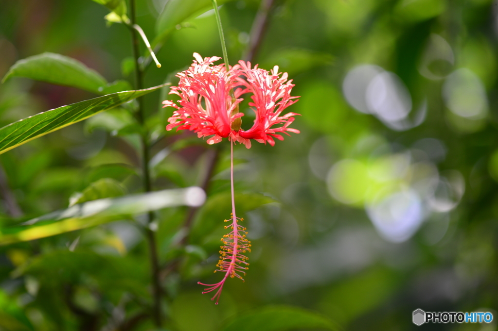 温室に咲く花